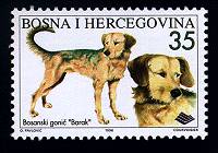 Bosnian Dogs Breeds-Barak