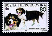 Bosnian Dogs Breeds-Tornjak